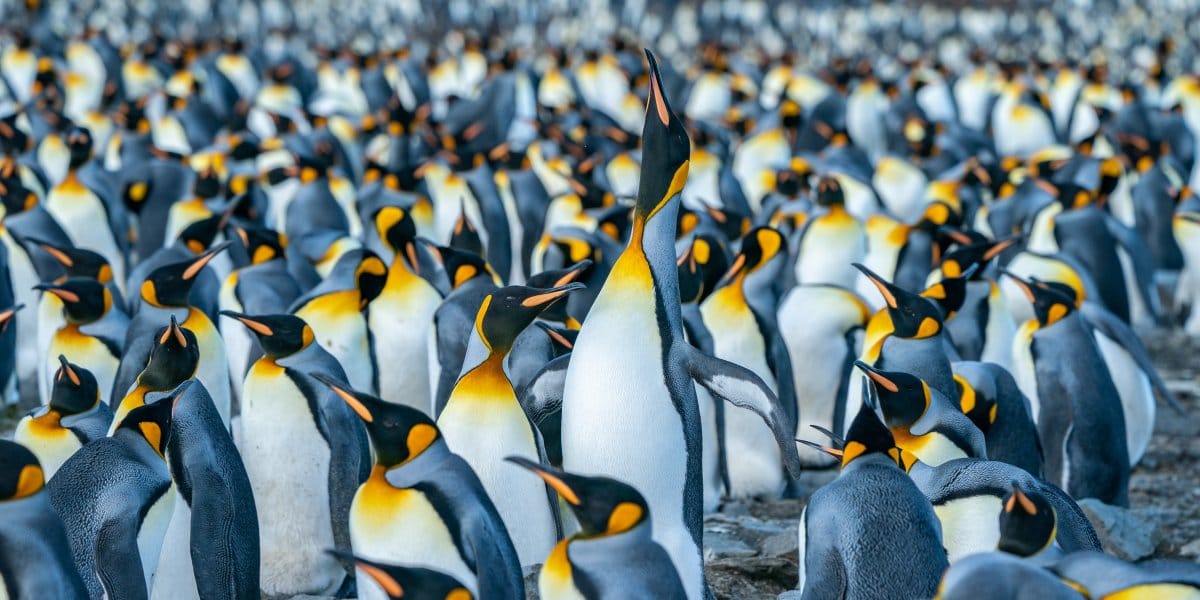 A crowd of penguins looking all the same